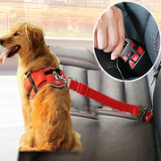 Dog Collars 